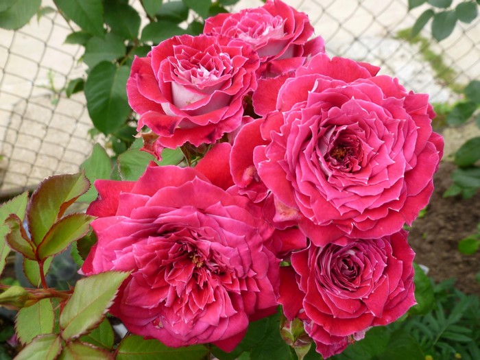 Close-up of pink roses with green leaves