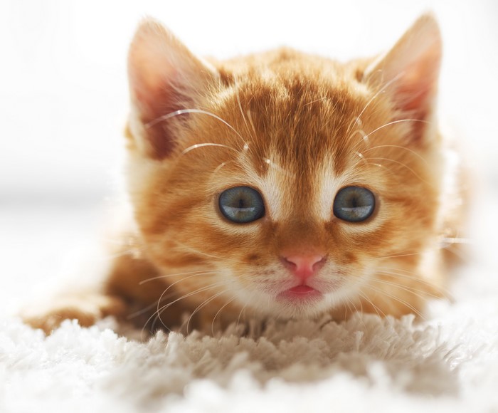 Close-up of a ginger kitten with blue eyes