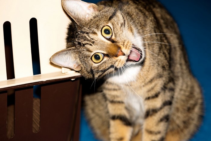 Tabby cat peeking out of a carrier