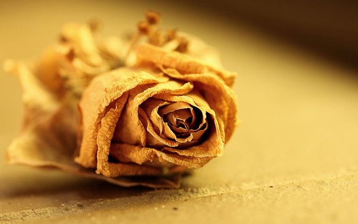A dried yellow rose on a textured surface
