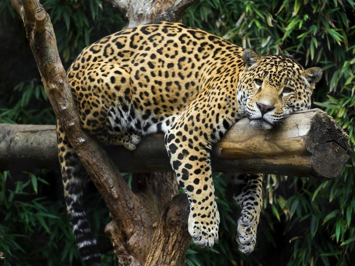 Jaguar resting on a tree branch