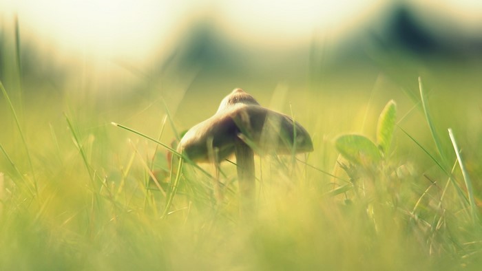 Mushroom in green grass