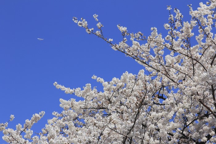 Airplane flying over cherry blossoms