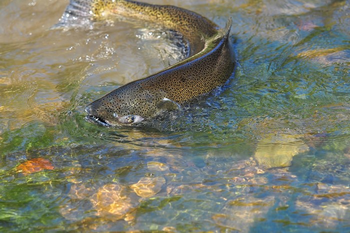 Salmon swimming in clear water with rocks
