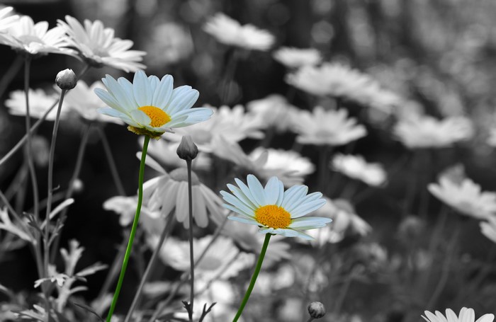 White daisies with yellow centers in a black and white garden