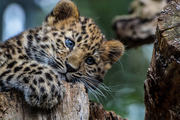 Leopard cub with blue eyes on a log