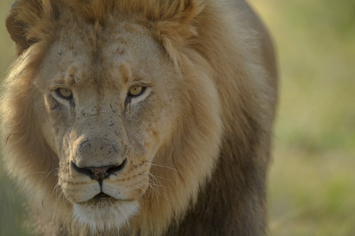 4K Lions