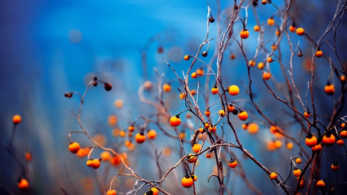 Orange berries on bare branches against a blue background