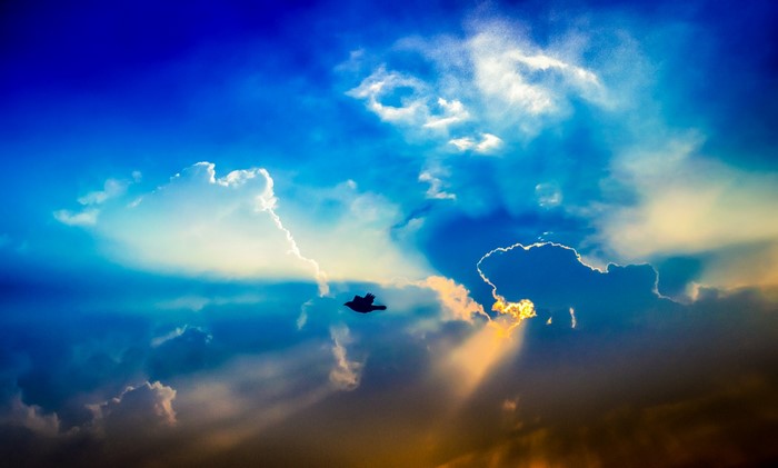 Bird flying through sunbeams in a cloudy sky