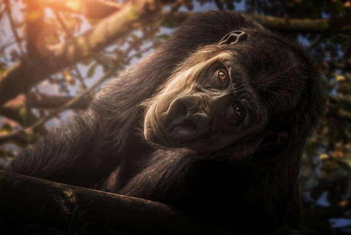 Gorilla resting on a tree branch