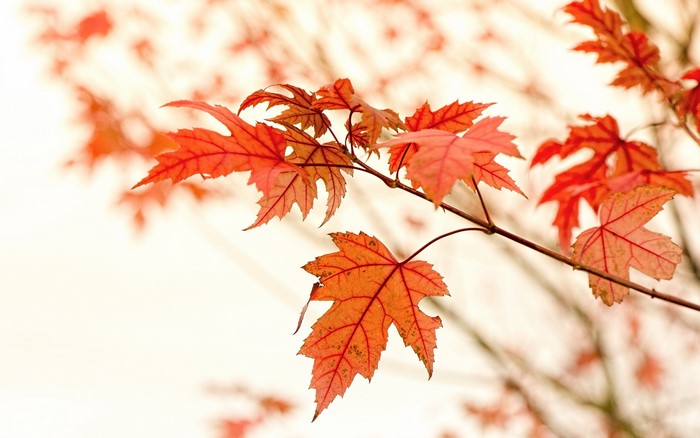 Autumn Maple Leaves on Branches