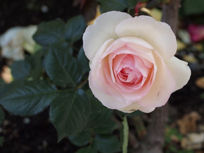 A close-up of a pale pink and white rose