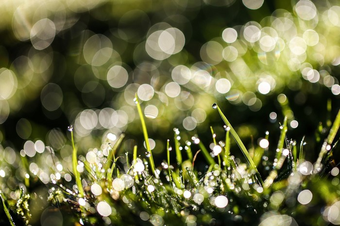 Dew drops on grass blades with bokeh background