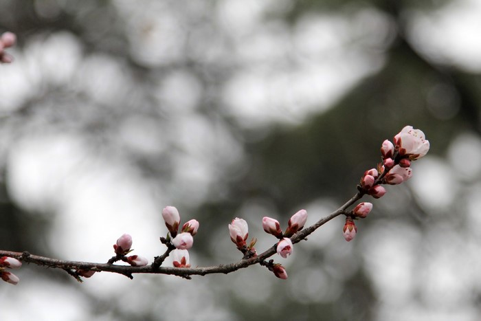 Branch with pink plum blossoms