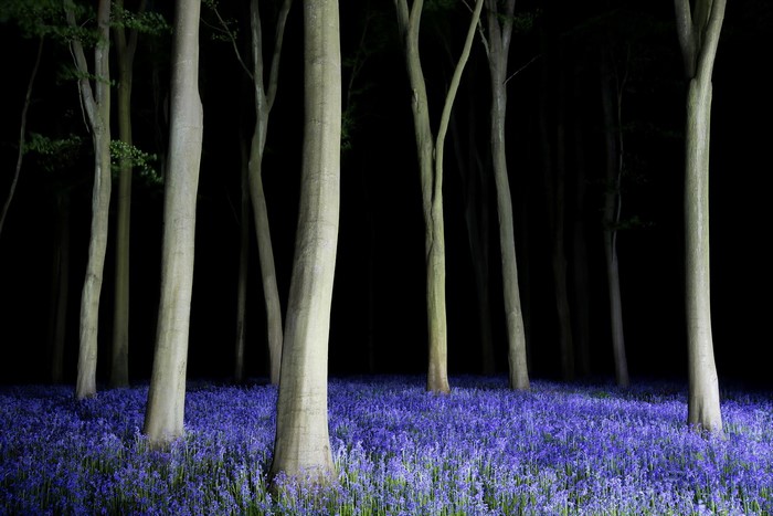 Bluebell woods at night with illuminated trees