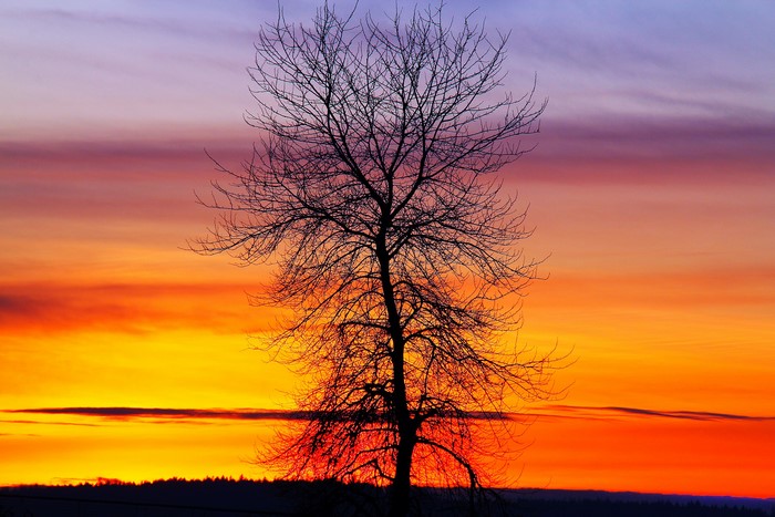 Bare tree silhouette against a colorful sunset sky