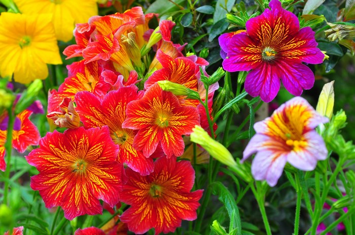 Close-up of colorful flowers in a garden