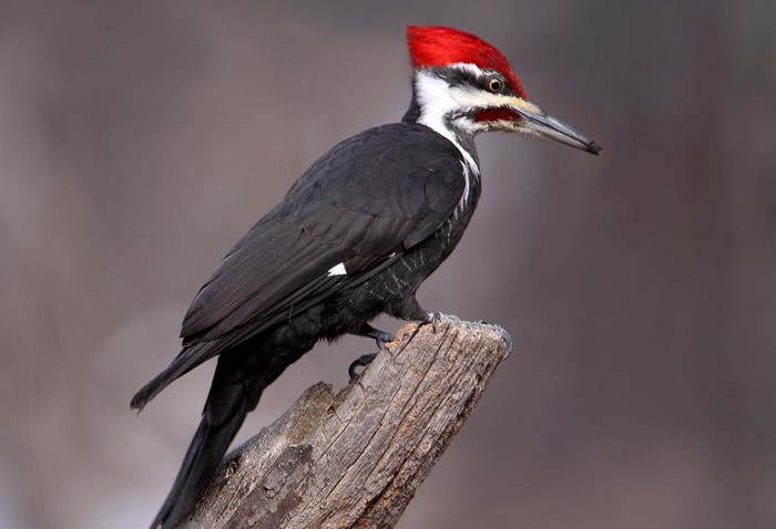 Pileated Woodpecker perched on a log