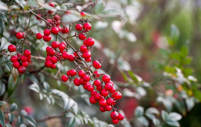 Red berries on branches with green leaves