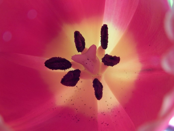 Close-up of a pink tulip's stamen and pistil