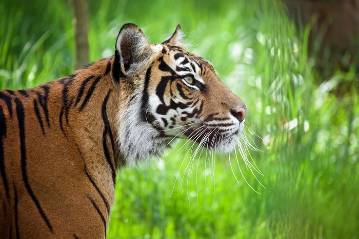 Tiger in a grassy field