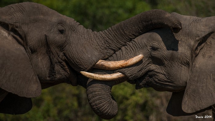 Two elephants touching trunks and tusks