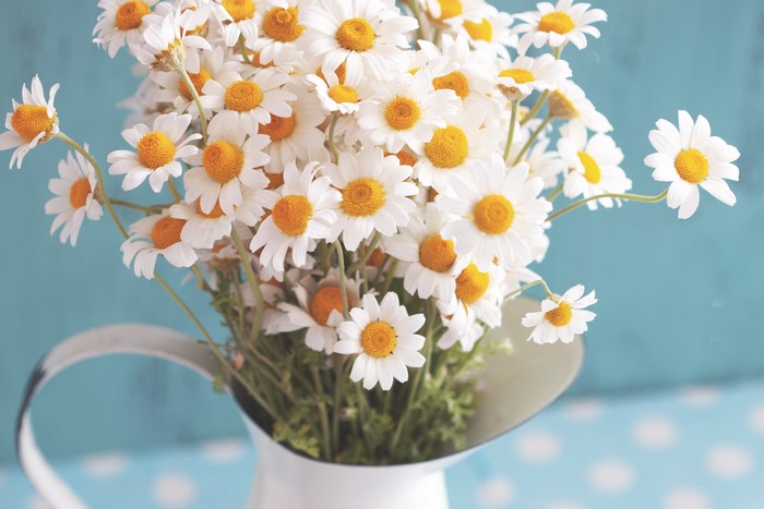 Bouquet of white daisies in a white pitcher