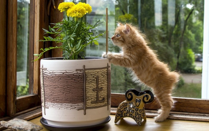 Ginger kitten climbing a potted plant on a windowsill