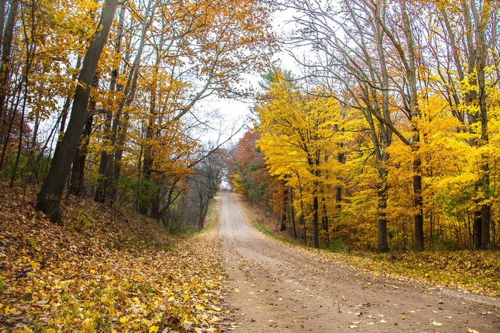 Dirt road through autumn forest with fallen leaves