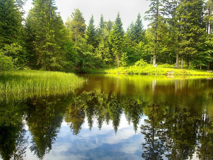 Forest lake with reflections of trees
