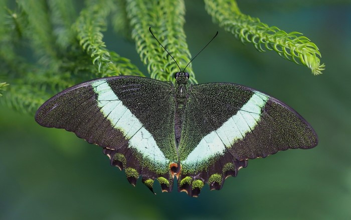 Emerald Swallowtail Butterfly on Pine Branch