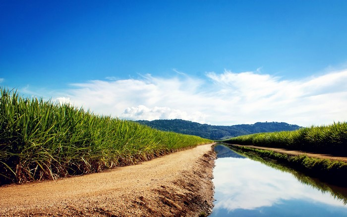 Dirt road between sugarcane fields and canal under blue sky