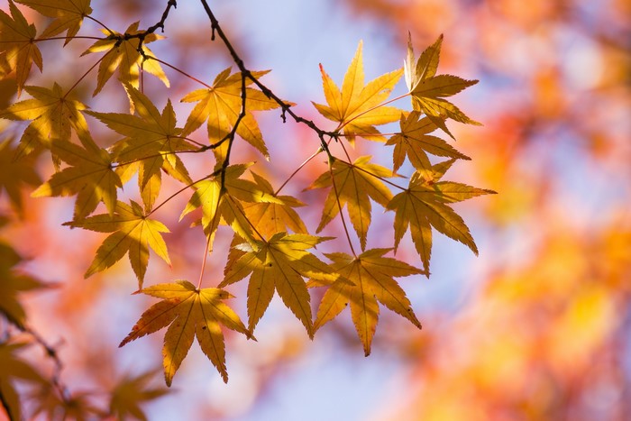 Autumn Maple Leaves on Branches