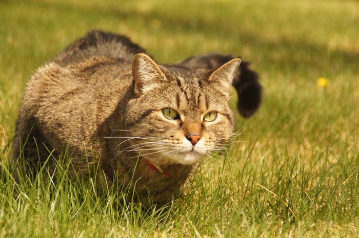 Tabby cat with green eyes in grass