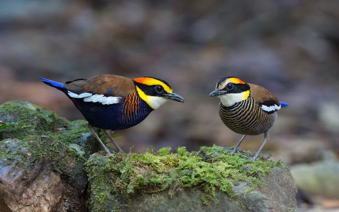 Two Banded Pitta birds on mossy rocks