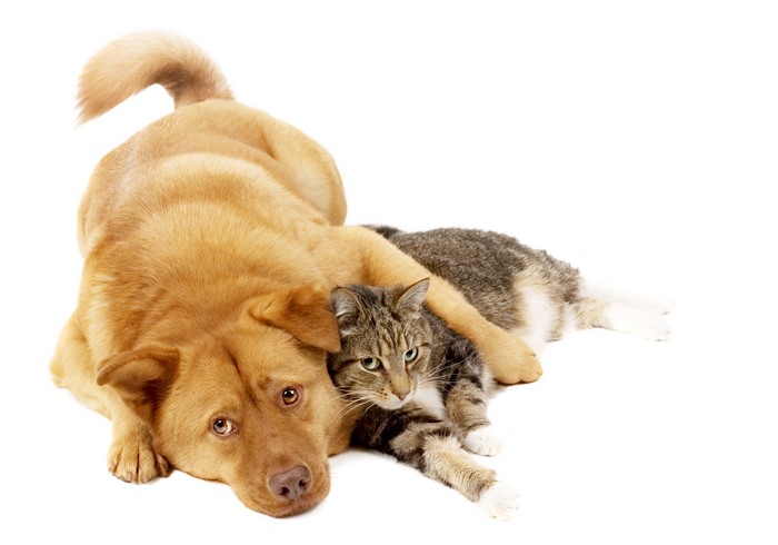 A dog and a cat lying together