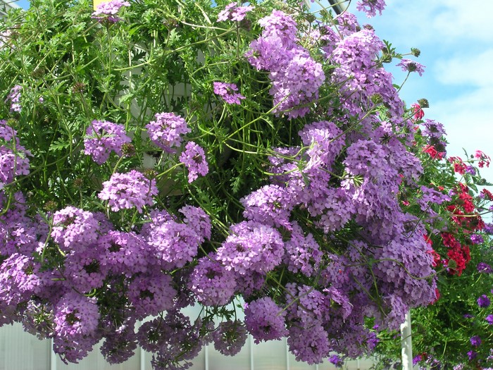 Cluster of Vibrant Violet Verbena Flowers