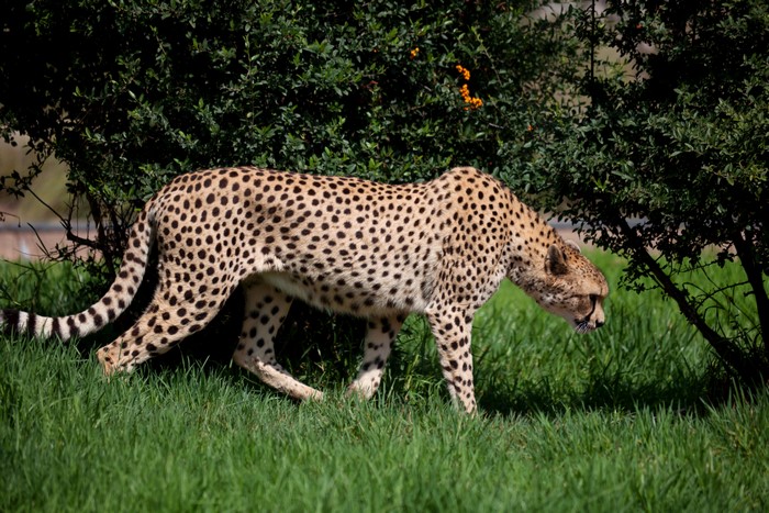 Cheetah walking in grass near bushes