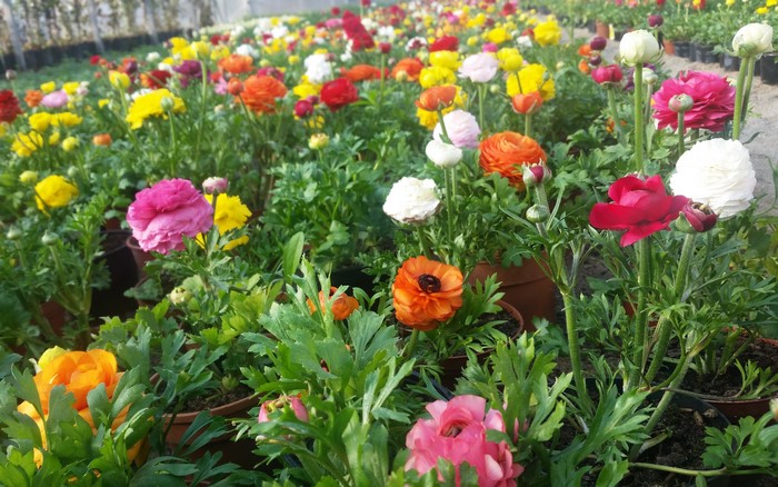 A field of colorful Ranunculus flowers in bloom