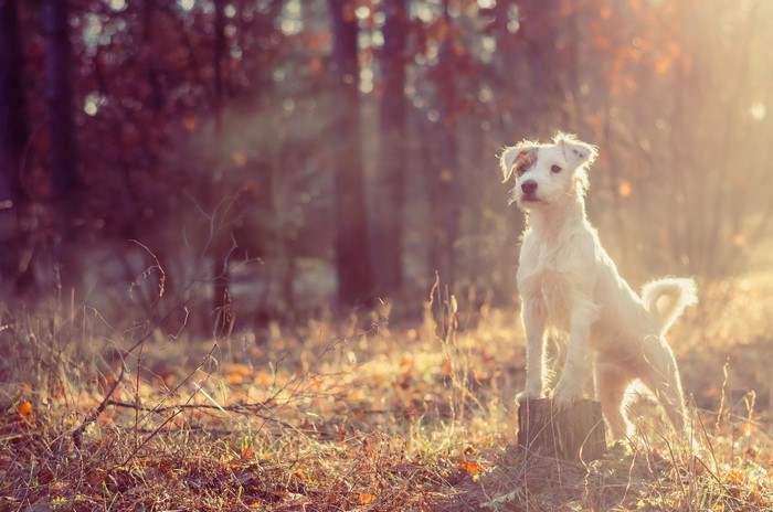 Jack Russell terrier dog in a forest