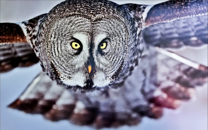 Great Grey Owl in flight