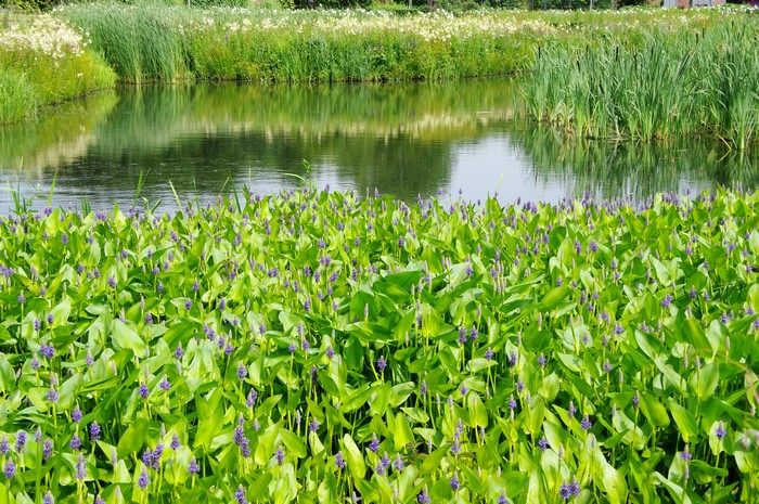 Water plants with purple flowers in a pond