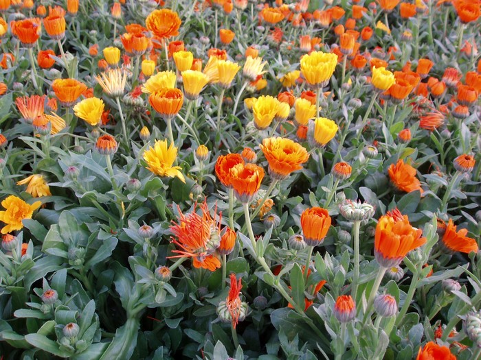 Orange and yellow calendula flowers in a field
