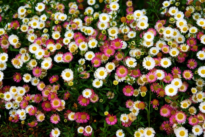 Colorful Bellis Flowers in Bloom