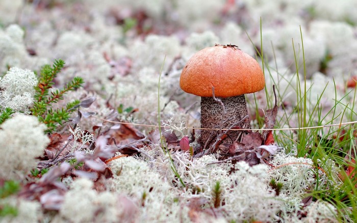 Orange-capped mushroom in mossy forest floor