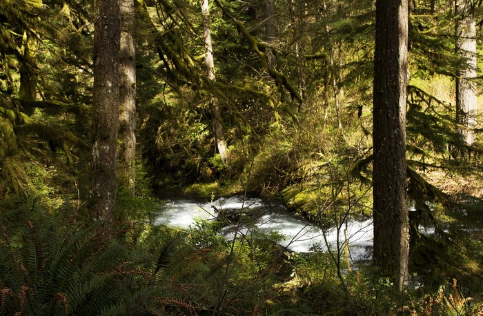 River flowing through a moss-covered forest in Silver Falls National Park