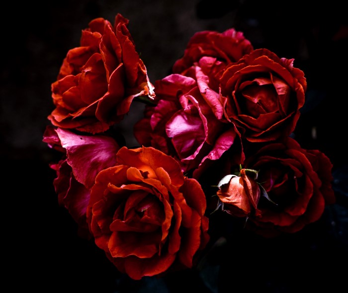 Deep Red Roses in Close-up