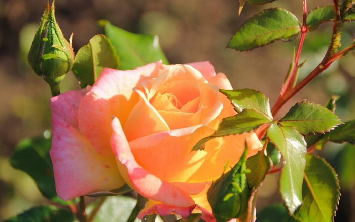 Peach and Pink Rose with Bud