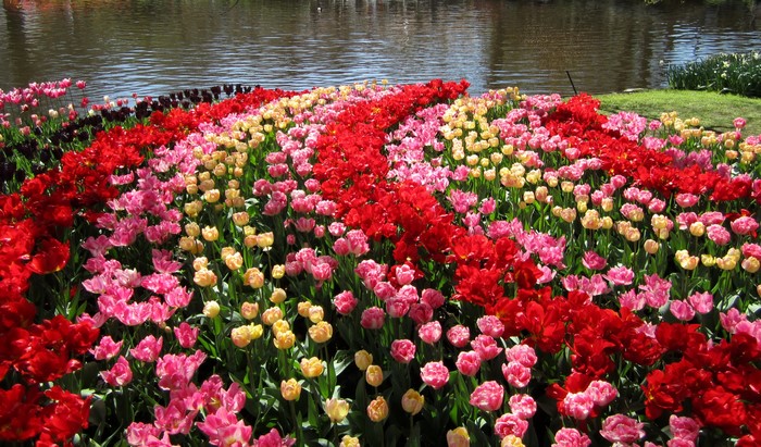 Colorful Tulips in Keukenhof Gardens, Netherlands