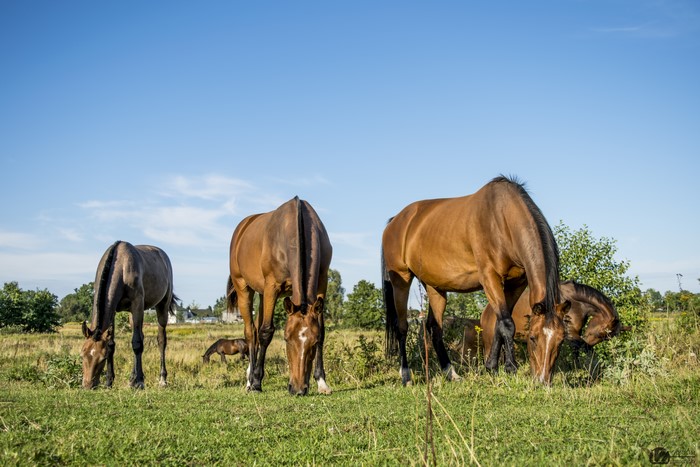 Horses grazing in a grassy field under a blue sky